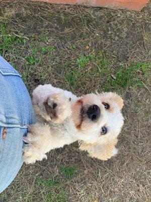 Milo being thirsty as ever wanting some attention