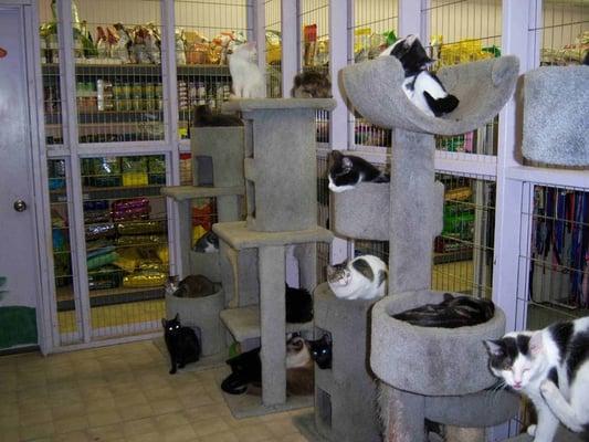 Cat Adoption Center