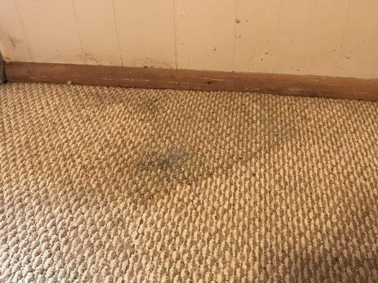 Mold growing in my rental house because they took their sweet time doing something about water damage