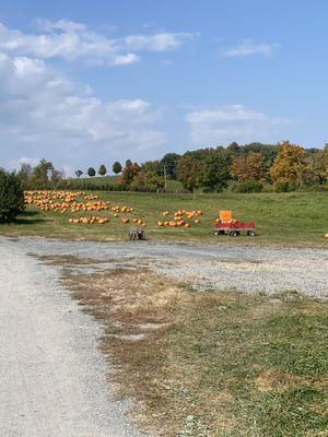 Pumpkins