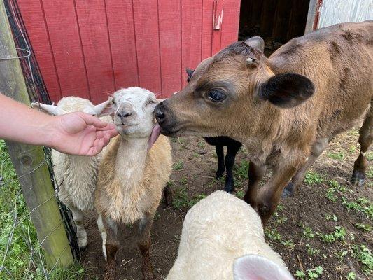 Farmer Nick and Pippin our calf giving lamb lovin'