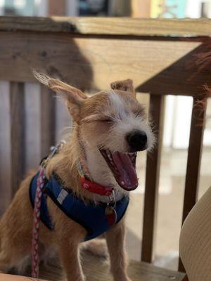 Dog friendly! Meet butter, on patio only.