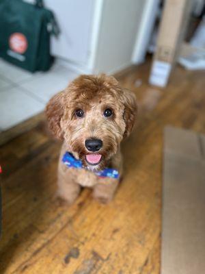 He even got a bow tie. He looks so handsome. :D