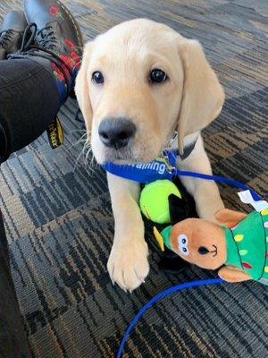 Guide Dog Puppy in Training looking adorable