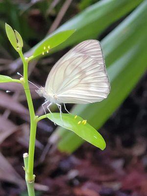 Butterfly laying eggs!!! Such a magical experience!!!