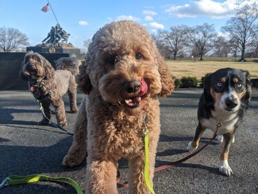 Ollie, Wally and Stella have fun walking past Iwo Jima on their daily walk with DogOn Fitness!