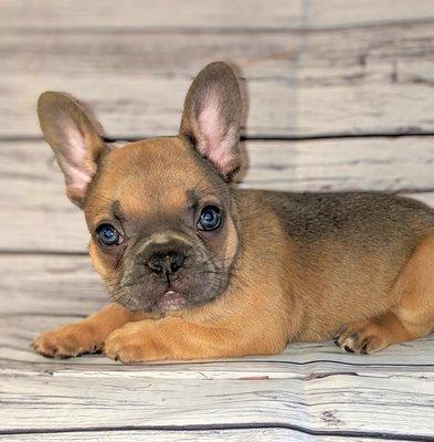 Bobo Blue - Miniature French Bulldog