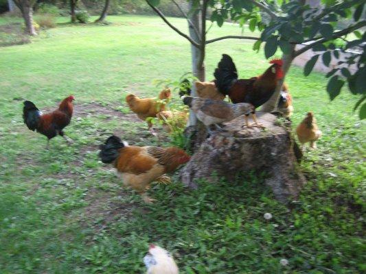 Dr Claudia's chickens on Vancouver Island