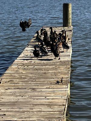 Ducks by the river