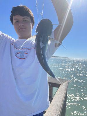 Caught a couple cats off the pier with their shrimp