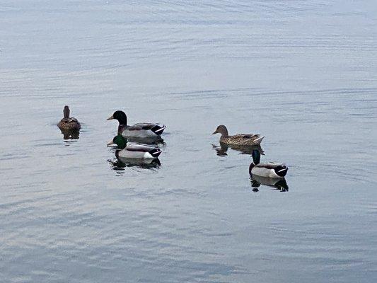 Ducks at Old Hickory Lock.