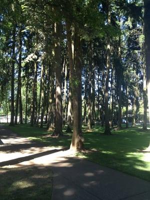 Old trees shade pleasantly soft grass. Perfect for a picnic on a hot day.