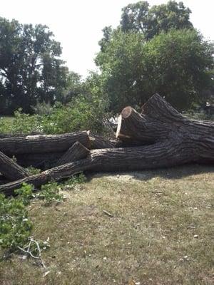 Giant cottonwood