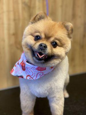 Bark Avenue Pet Grooming- Redmond