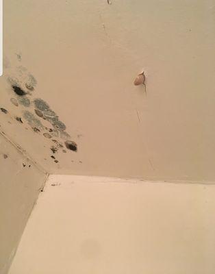 Mushroom growing through ceiling in an apartment at Wyomissing Garden Apartments.