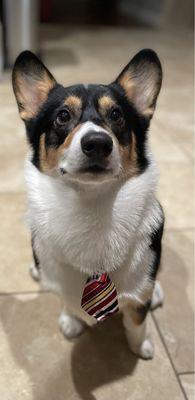 Meet Harry, our new family member. Harry was in good hands for his first vip grooming. Our one year old looking so handsome.