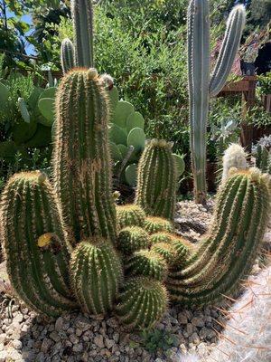 One of the beautiful cactus in the garden of this house, that we recently painted for hour friends