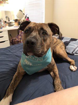 Sam after groomers with his new bandana