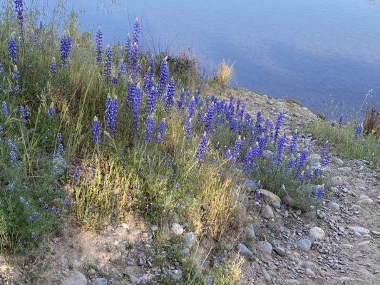 Flowers blooming during the spring of 2021