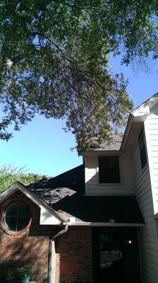 Before we raised the canopy on this Arizona Ash.