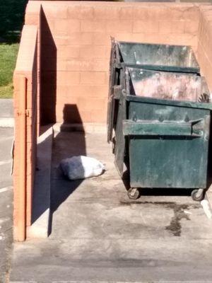 Ungated dumpster with lids never on them.