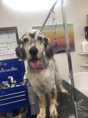 Beautiful examples of dog grooming at wags by Trish