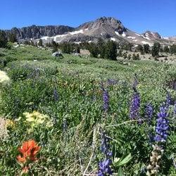 Wild flowers of Tahoe