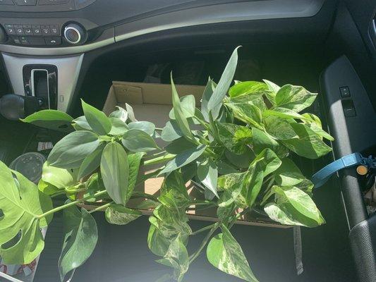 So many new plants to bring home!