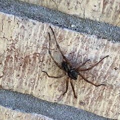 Wolf Spider - Austin