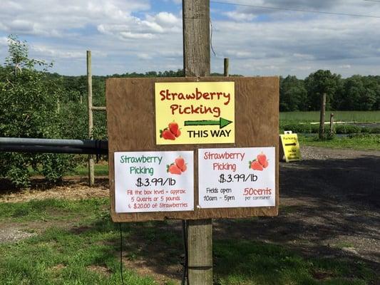 Strawberry u-pick prices