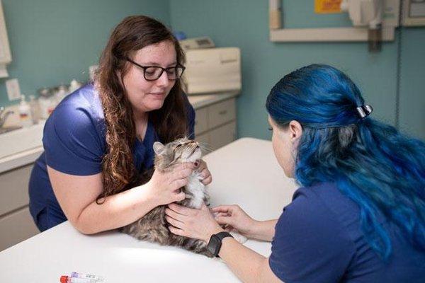 Cat Hospital of Tucson