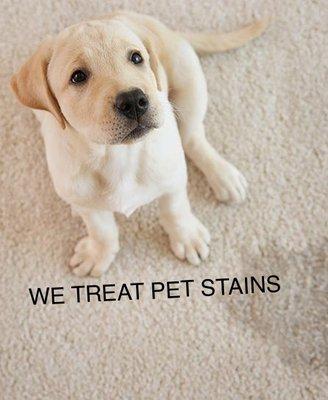 We treat pet stains