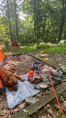 Camping at a FULL Appalachian trail campsite. Not a care in the world.