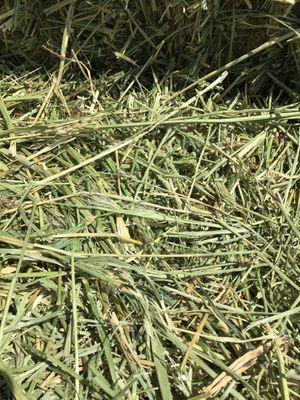 Sells certified weed freed hay inundated with foxtails. Ingested will slowly and painfully kill your livestock.