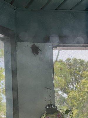 Bat sighted in balcony during the day