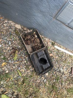 Bait box picture taken by my tenant; this was supposedly serviced by the previous company I've had for years.