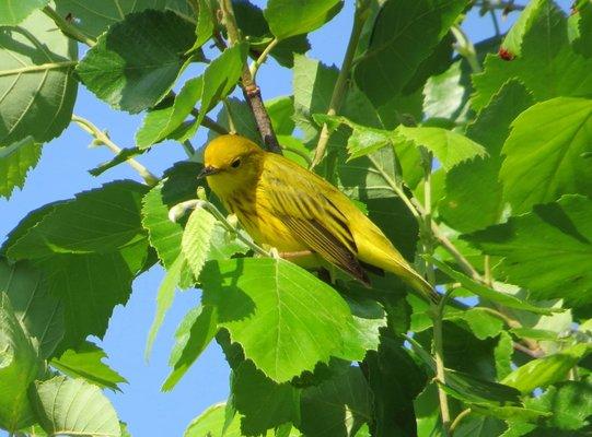 Yellow Warbler