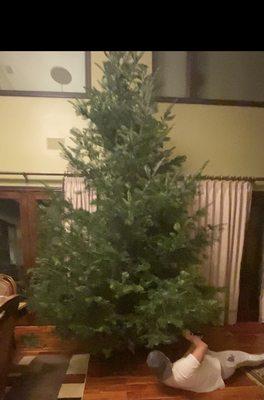 giant tree for $70