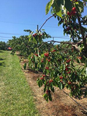 Cherry picking