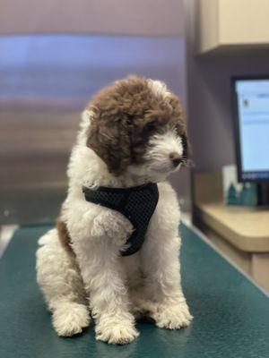 Baby River on the exam table.