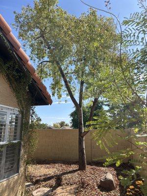 Trimmed tree (after photo)