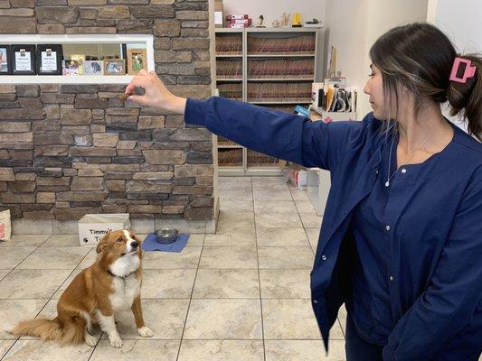 Timmy (the office mascot & Dr Frey's doggie) getting a treat!