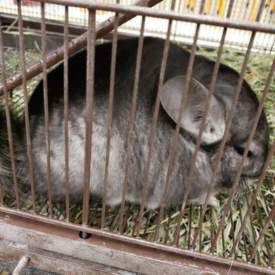 Chinchilla for sale