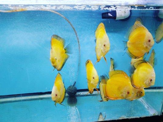 Yellow Fin Fishes