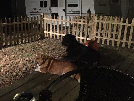 The Fur clients enjoying the new fenced in patio.