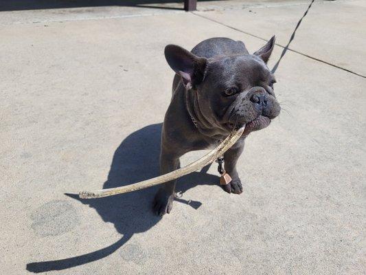 Bullet! Super cool dog always hanging around the shop!