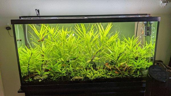 Planted aquarium