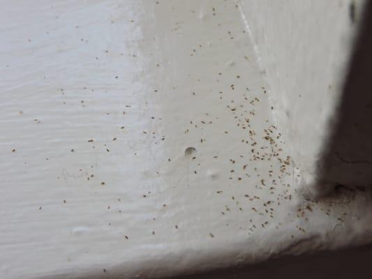 Bird Mites in our bedroom window sill. They are coming from the underground parking structure where the birds are nesting