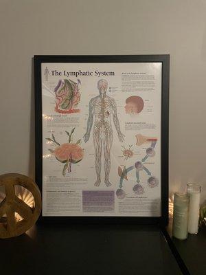 Chart of the lymphatic system