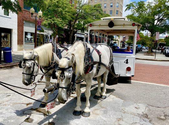 Two horses taking a rest between tours